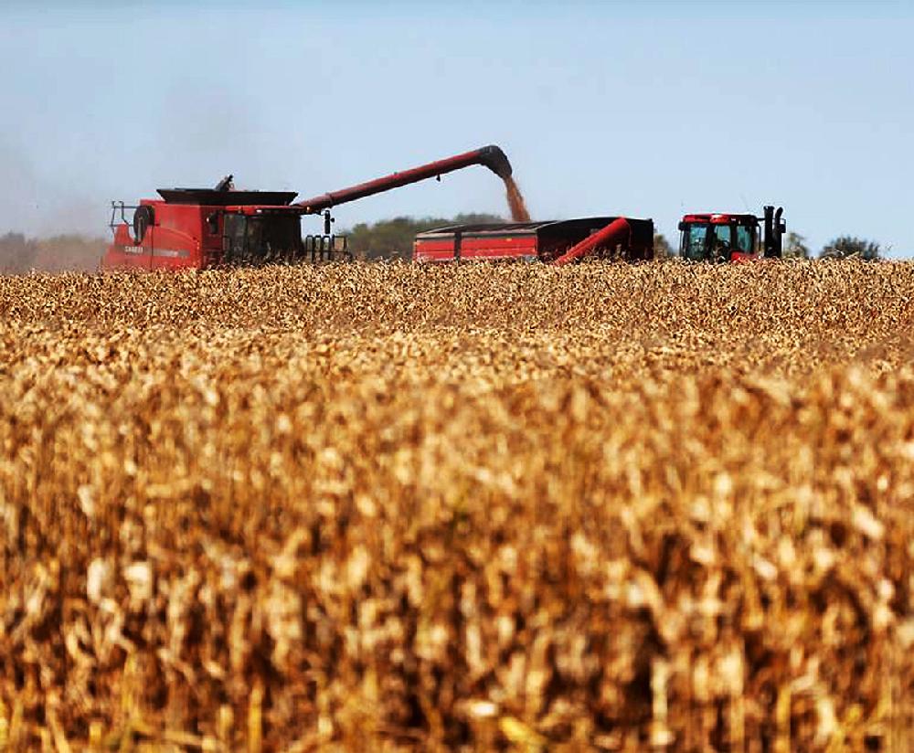 Report: State’s corn, soybean acres rise, but cotton falls
