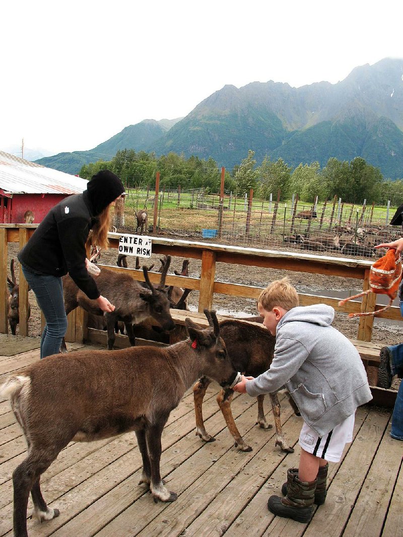 The Talkeetna mountain range frames the Williams Reindeer Farm in Palmer, Alaska, where visitors can interact with a large herd of reindeer and feed them food pellets. The farm also has other animals such as bison and elk. Illustrates TRAVEL-REINDEER (category t), by Whitney Hopler, special to The Washington Post.  Moved Friday, December 06, 2013. (MUST CREDIT: Whitney Hopler.)