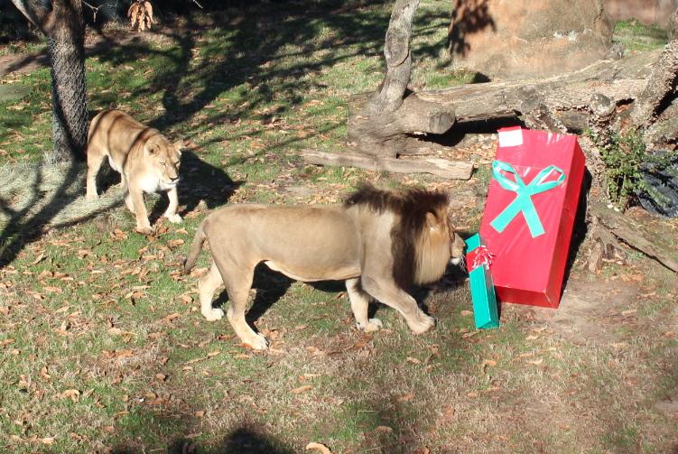 The Little Rock Zoo's lions check out presents left for them Christmas morning.