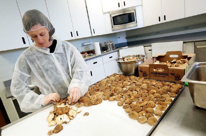 NWA Media/JASON IVESTER --12-17-2013--
Melissa Craig, owner/operator of Craig Family Farms, sorts shitake mushrooms onto a tray to be placed into a dehydrator on Tuesday, Dec. 17, 2013, at the University of Arkansas' Food Science Department in Fayetteville. The group is part of the department's Pilot Food Innovation Program.
