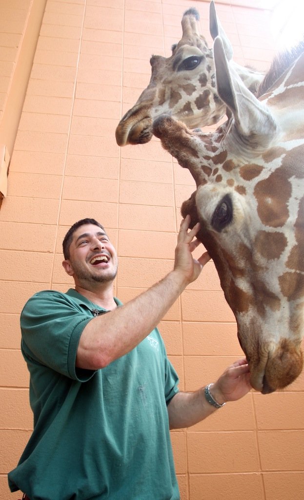 Joseph Darcangelo feeds and inspects giraffes Jigsaw (right lower) and Mesi (top) at the Little Rock Zoo on Aug. 12, 2008. 