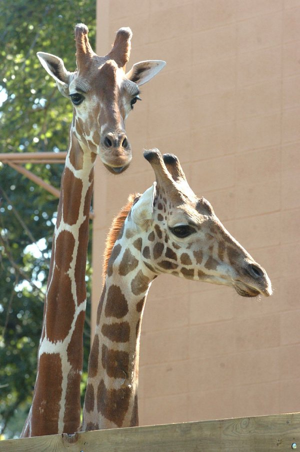 Giraffe fight at LR Zoo leads to death of 13-year-old animal | The