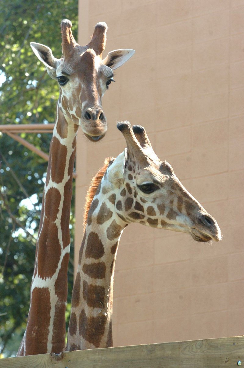 Arkansas Democrat-Gazette/STEVE KEESEE 8/17/06 Jigsaw (left), the 6-year-old griraffe at the Little Rock Zoo stands next to Mesi, a 17-month-old male.