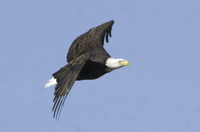 Lake Ouachita State Park near Mountain Pine offers the chance to see bald eagles and other big birds of prey on their Eagle Watch Tours  