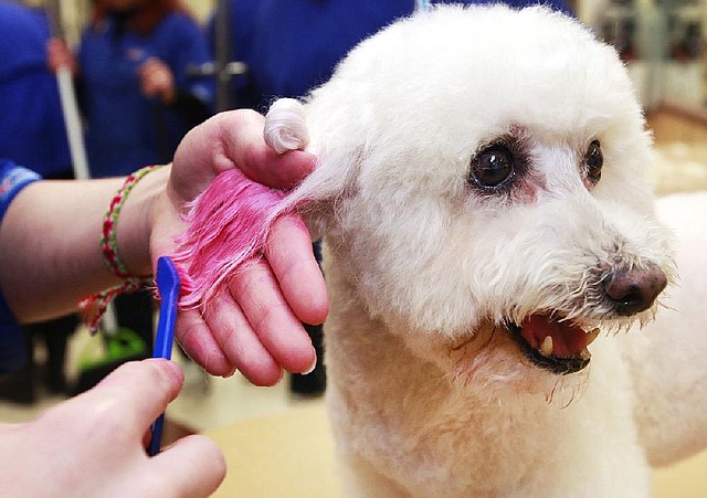 In this Friday, Dec. 13, 2013 photo, groomer, Michelle Boch, gives Molly, a 15 year old Bichon Frise, a chalking treatment at PetSmart in Culver City, Calif. For some dog owners, grooming is not enough, so with chalk and paint theyíre adding color and transforming their pooches into fantasy fur balls that draw compliments and strange looks. (AP Photo/Richard Vogel)