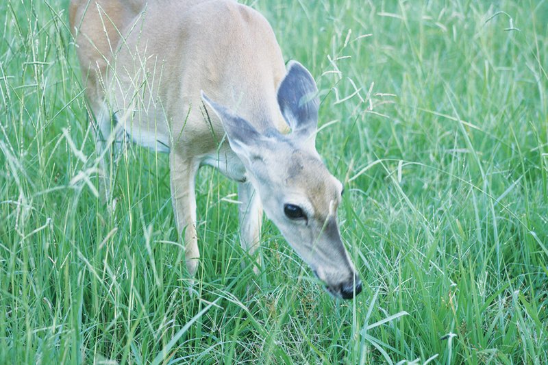 A mature white-tailed doe browses on wild grasses. In some of Arkansas’ more populous areas, deer turn to shrubs, flowers and gardens to fill their bellies. That issue and an increase in deer-vehicle collisions have lead some cities to institute urban archery hunts.