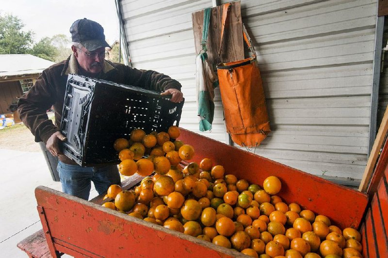 A worker loads a bushel of oranges to be polished and waxed Friday at Brown’s Grove Citrus and Produce in Sarasota, Fla. Oranges reportedly are safe from freezing until the temperature dips below 28 degrees. 