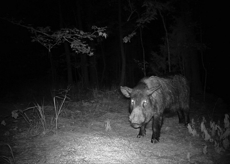 Feral hog researcher Jaret Rushing captured this image of a big Arkansas razorback on a game camera. Wild boars are formidable animals that can be extremely dangerous.