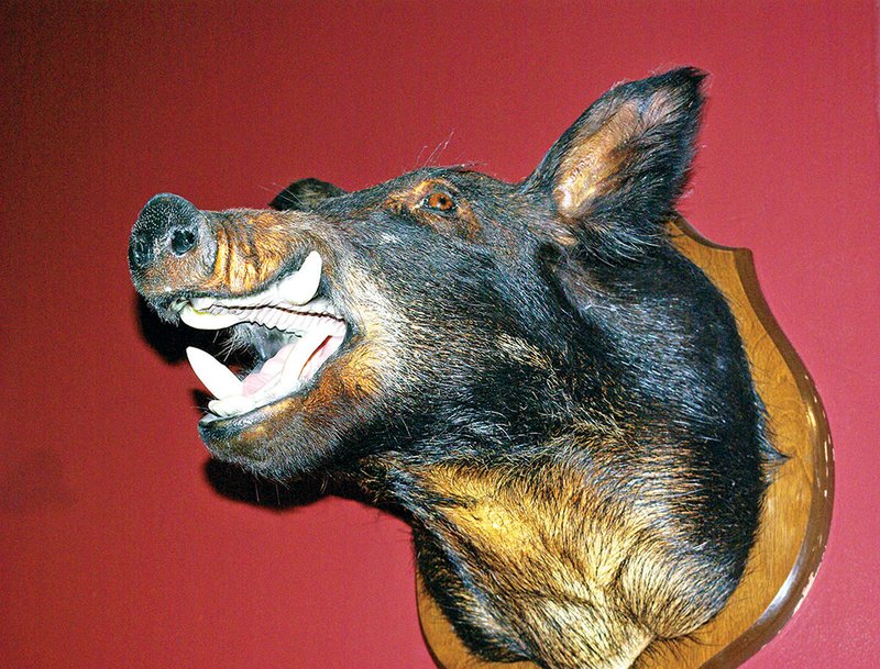 In recent years, more Arkansas hunters have been hunting wild razorbacks, hoping to put a trophy like this on the wall.