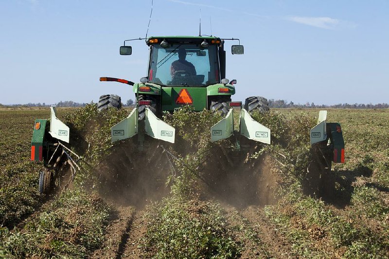 A farmer digs up peanuts in Lawrence County in October 2012 in a photo provided by the University of Arkansas System’s Agriculture Division. 