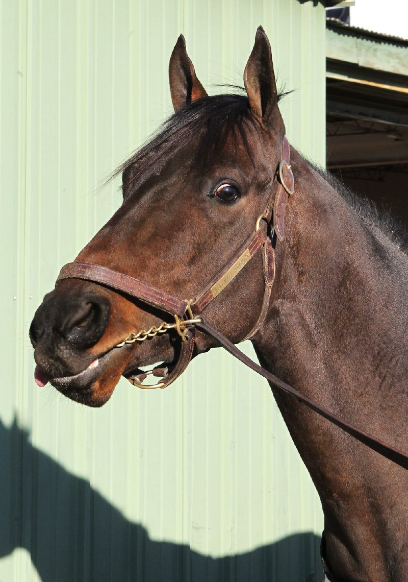 Ride on Curlin, the son of two time Horse of the Year Curlin, will make his Oaklawn debut in today’s sixth race. 