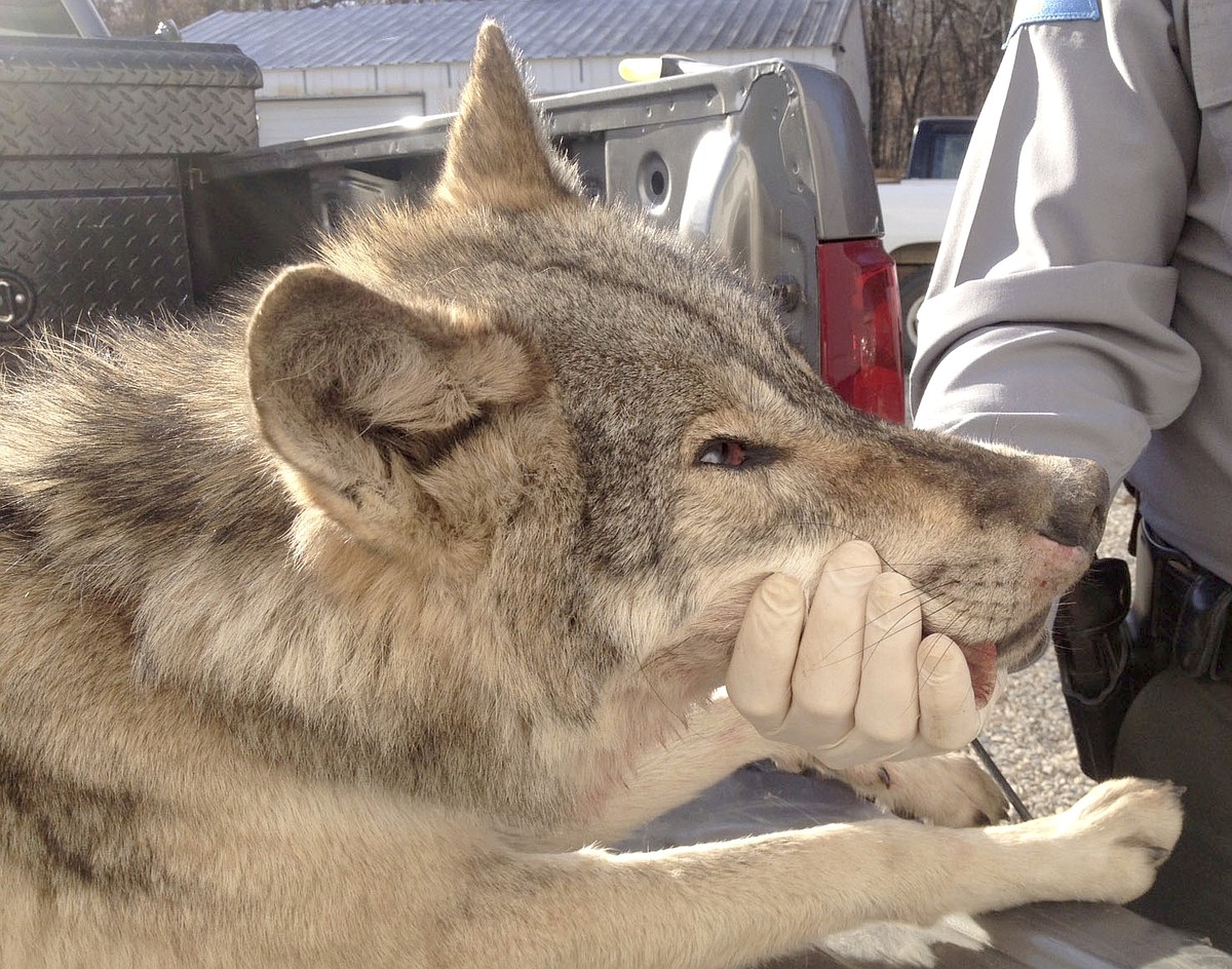 Are there wolves in Arkansas? | Westside Eagle Observer