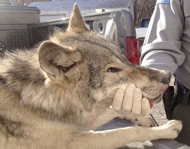 MISSOURI DEPARTMENT OF CONSERVATION This canine shot in southeast Missouri in November of 2013 was confirmed as a wolf by Missouri Department of Conservation officials.