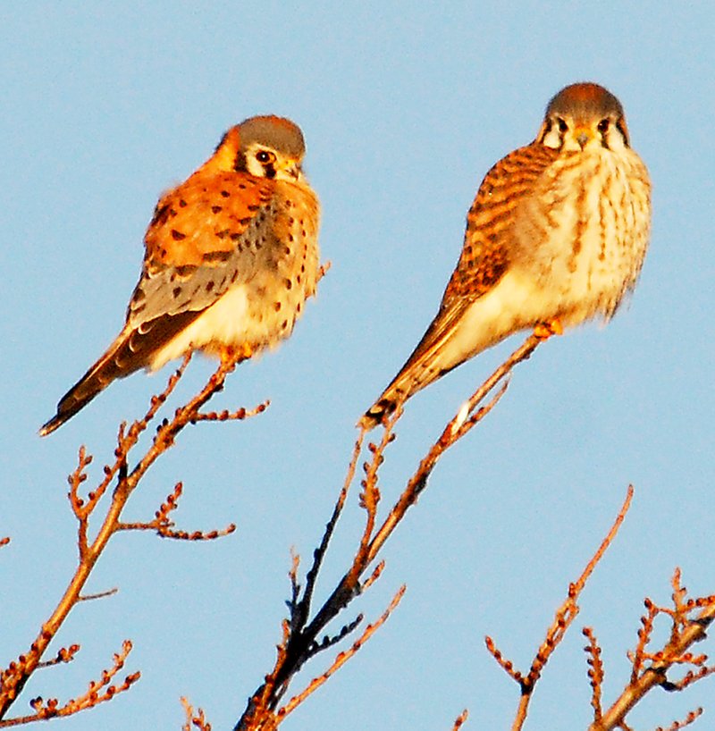 Photo by Terry Stanfill A pair of kestrels perch atop a tree near Gentry on Jan. 15.