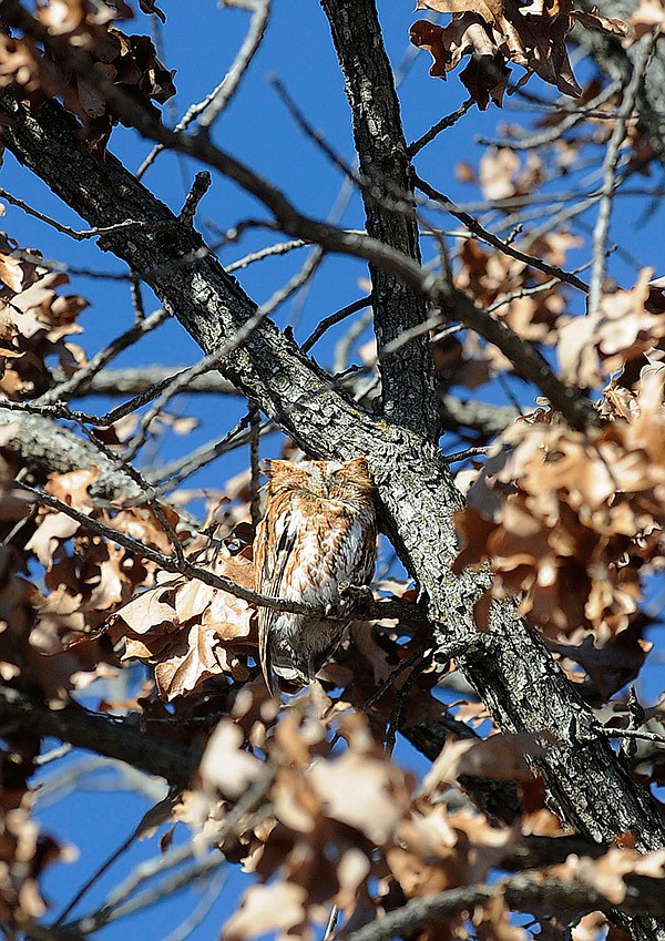 STAFF PHOTO FLIP PUTTHOFF 
A screech owl basking in sunshine was a highlight for birders during a trip on Saturday at Rocky Branch park on Beaver Lake.