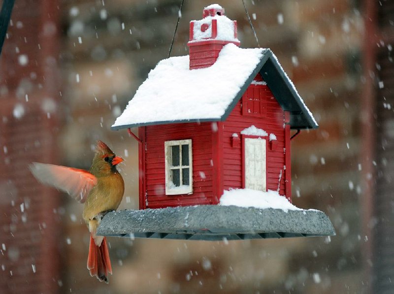 A female cardinal is attracted to a colorful birdhouse on a snowy day. 