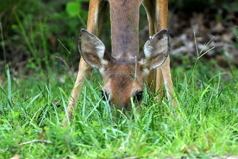 STAFF PHOTO FLIP PUTTHOFF
CHOW TIME
A doe munches on grass at Prairie Creek park on Beaver Lake Friday Aug. 30 2013. Deer are frequently seen at all the Army Corps of Engineers parks around the lake.