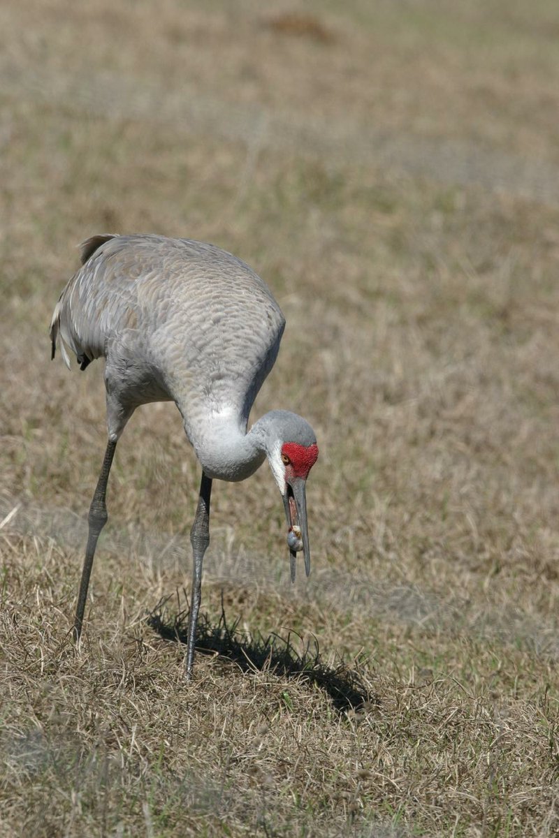 Special to the Democrat-Gazette/JERRY BUTLER
Sandhill cranes pass through Arkansas during their annual migrations but don't usually linger.  A group of seven cranes has been spotted along Frazier Pike in Little Rock since late December.