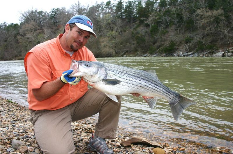 Arkansas Democrat-Gazette/BRYAN HENDRICKS
Fighting and landing this 31-inch snook at St. Petersburg, Fla., with Tyson Wallerstein was one of the writer's most memorable fishing experiences. It ranks with the 19-pound striper he caught with Mark Roberts, pictured, with
an ultralight baitcasting rig on the upper Ouachita River in March 2009 at a spot called "Striper Corner."
