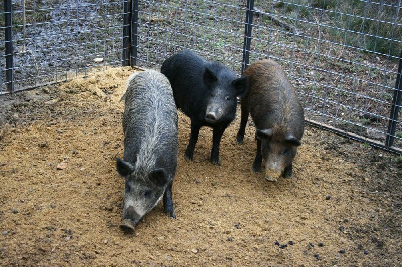 Shown in this file photo are feral hogs that were captured in traps by Arkansas Game and Fish Commission personnel.