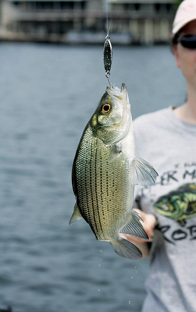 A white bass like this one pulled from Lake Hamilton may be more than an angler’s table fare and possibly worth up to $10,000 during the third annual Hot Springs Fishing Challenge, May 1 through July 31. The challenge offers fishermen a chance to catch one of 60 specially tagged fish from Hamilton or nearby Lake Catherine. The $10,000 fish, known as Big Al III, could be a bluegill, a catfish, a white bass, a crappie, a walleye or a largemouth bass.