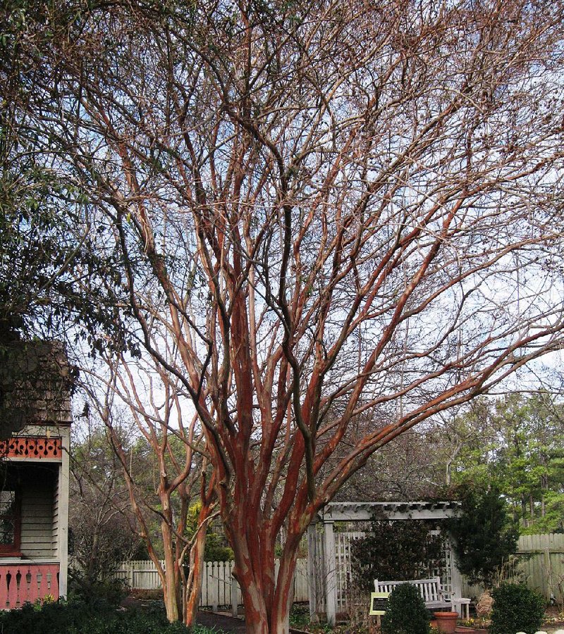 Special to the Democrat-Gazette/JANET B. CARSON
Years of proper pruning lead to a graceful, tall crape myrtle. 