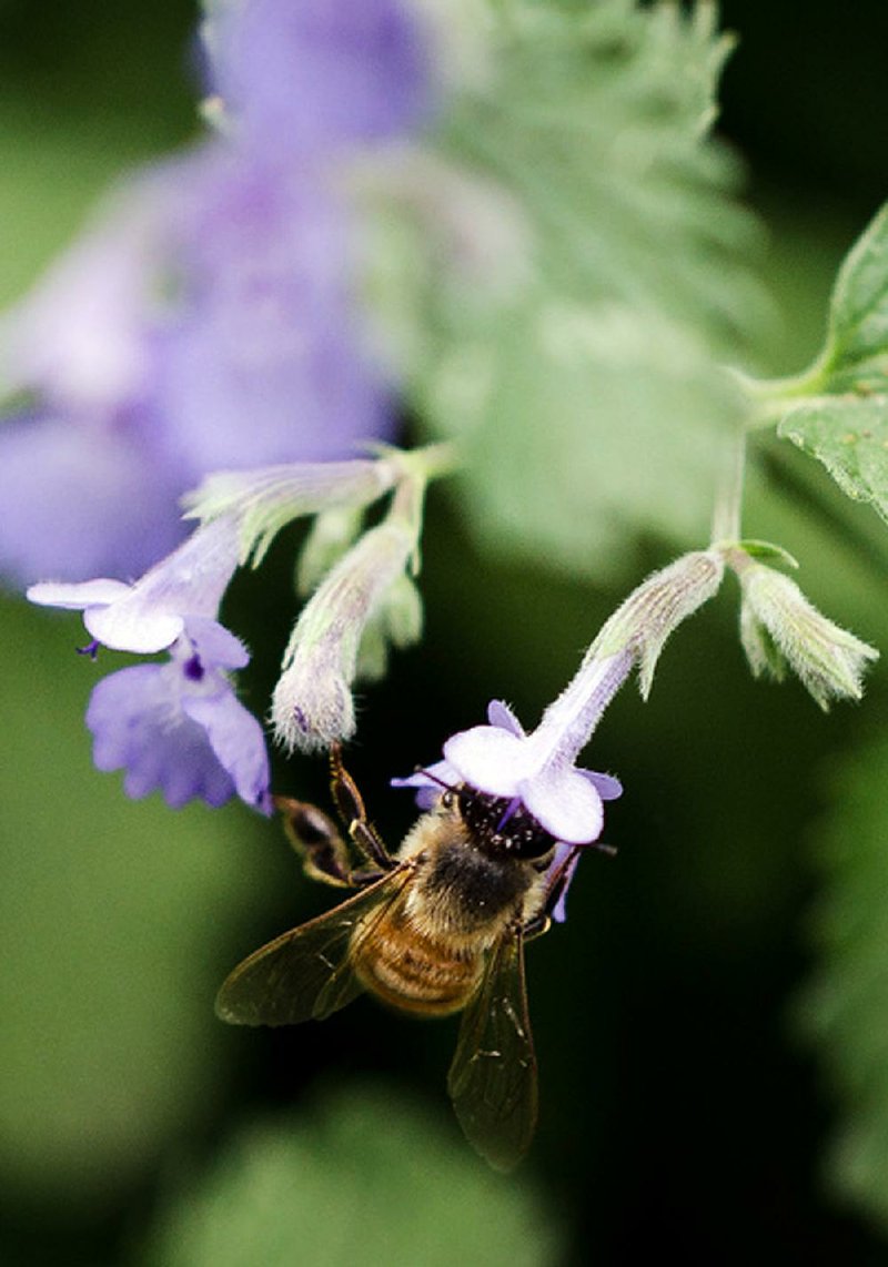 The U.S. Agriculture Department hopes to help honeybees, which have been suffering a decade-long decline, by providing millions to farmers and ranchers in five states to improve their pastures. 