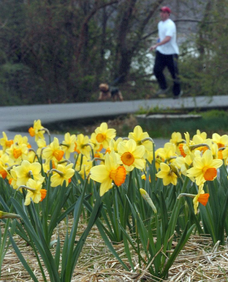 Signs of spring are beginning and that means it’s time for  the annual Camden Daffodil Festival.