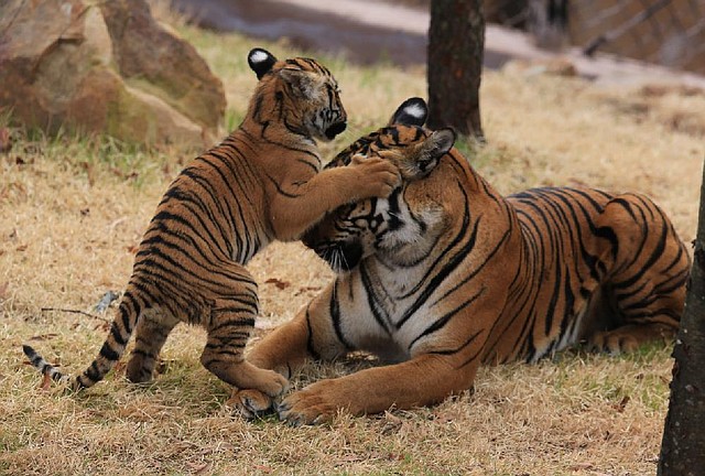 A 4-month-old Malayan tiger cub plays with her mother Saturday. She and her siblings romped around their exhibit during the cubs’ official debut at the Little Rock Zoo. 