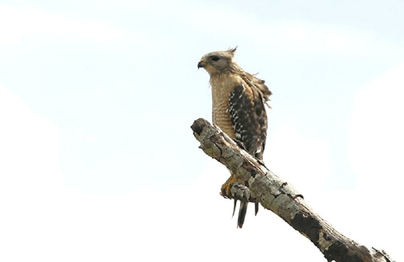 Special to the Democrat-Gazette/JERRY BUTLER
One of (at least) two Red-Shouldered Hawks spotted during a Feb. 15 visit by 11 birdwatchers to the reclaimed land inside the Vertac Superfund site in Jacksonville.