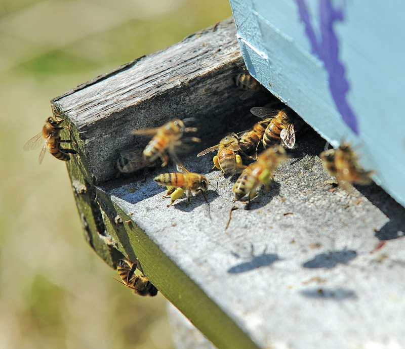 STAFF PHOTO ANDY SHUPE Honey bees enter and exit hives Don Steinkraus and his students operate for research Friday, March 14, 2014, at the university's agriculture complex in Fayetteville.