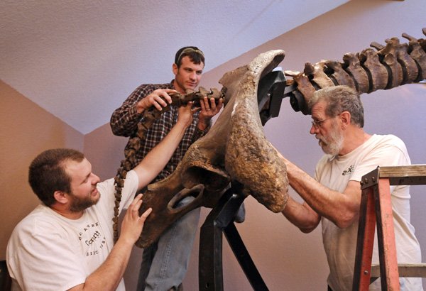 Volunteers Gene Cagle, from right, and his sons Jessie Cagle and Gene Cagle, II, attach the tail to a Siberian Woolly Mammoth skeleton while helping to install the new acquisition at the Museum of Native American History in Bentonville on Tuesday March 18, 2014. The roughly 12,000 year old skeleton will help the museum interpret the history of native people in the Americas dating back to the paleo period when humans hunted mammoths.