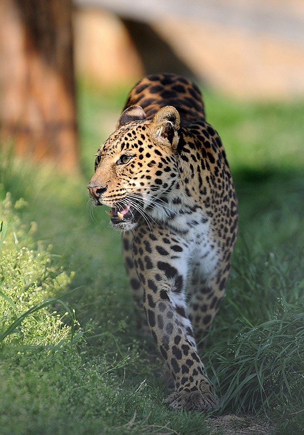 FILE PHOTO 
Santania, an Indian leopard, paces inside of her habitat at Turpentine Creek Wildlife Refuge in Eureka Springs. The Cats in the Castle benefit on April 26 will help support the wildlife sanctuary.