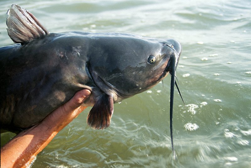 Wise catfish anglers practice restrictive harvest, releasing large fish like this to be caught another day and keeping smaller, more abundant fish to eat.