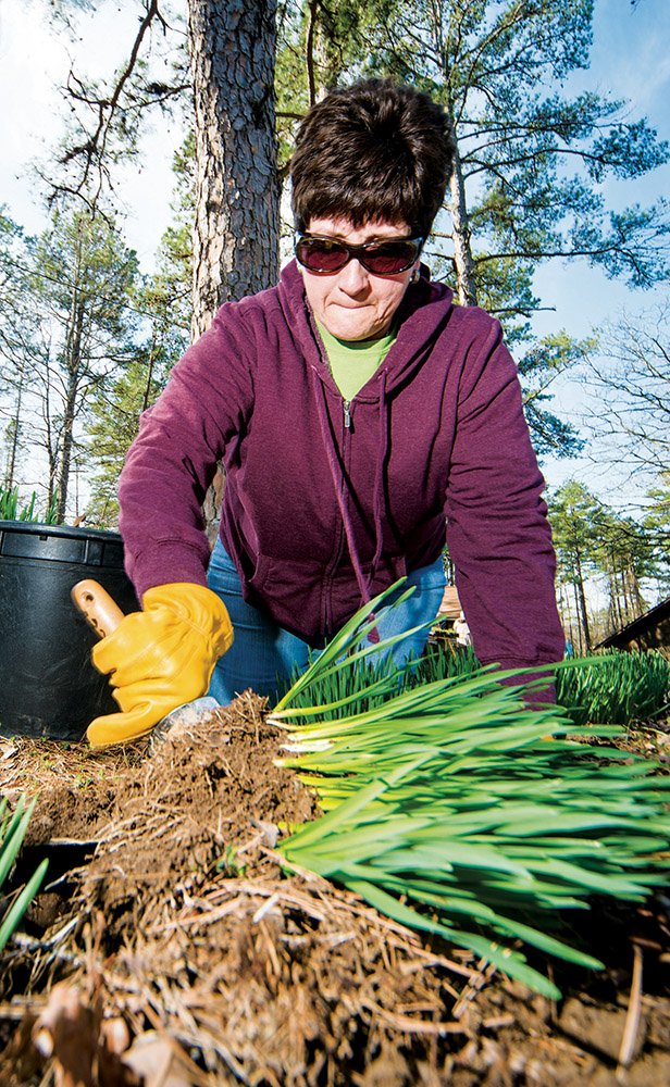 Master Gardener Sue Benge digs up daffodils at the home of Florene Phipps in Conway to be repotted for the plant sale.