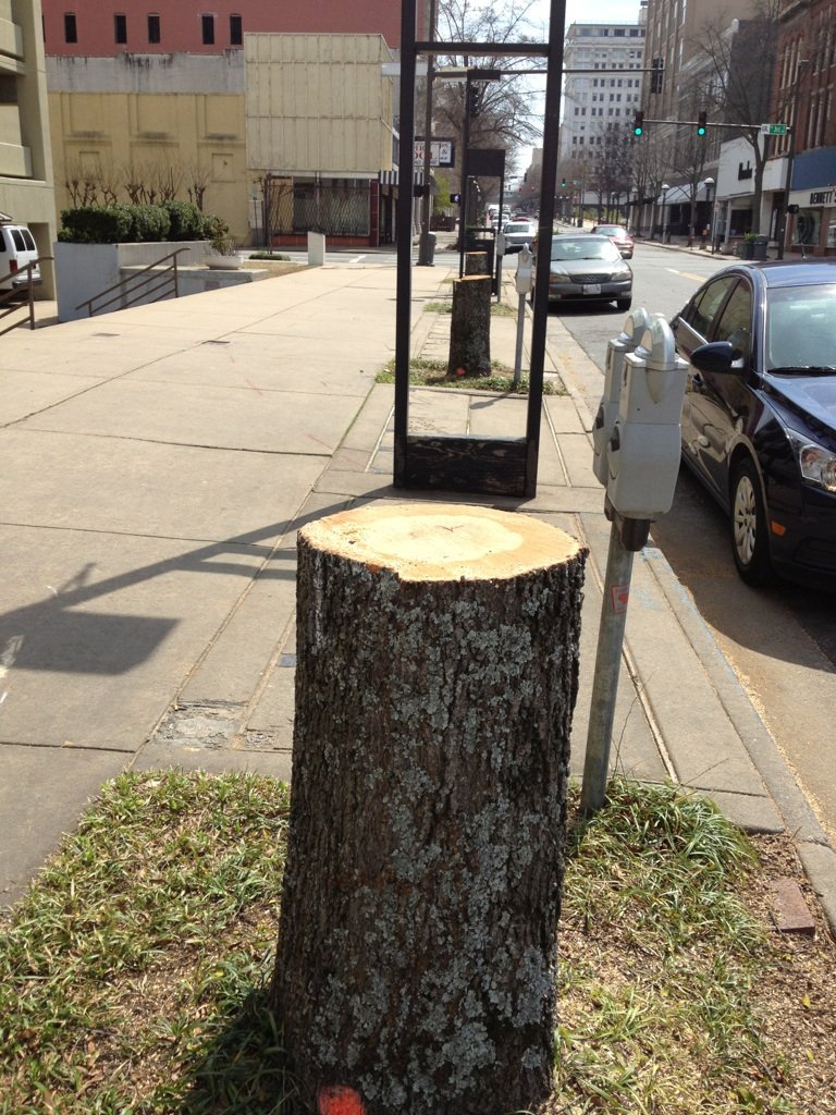 Oak trees in the 100 and 200 blocks of Main Street in Little Rock were reduced to stumps Saturday as part of a project to improve water runoff in the area. 