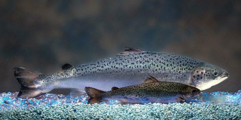 This undated 2010 handout photo provided by AquaBounty Technologies shows two same-age salmon, a genetically modified salmon, rear, and a non-genetically modified salmon, foreground. Don't expect to find genetically modified salmon on store shelves any time soon. The Obama administration has stalled for more than four years on deciding whether to approve a fast-growing salmon that would be the first genetically modified animal approved for human consumption.  (AP Photo/AquaBounty Technologies) NO SALES