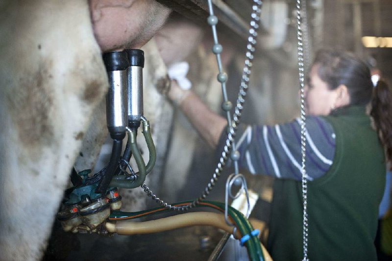 Cows are milked at Hunter Haven Dairy Farm in Pearl City, Ill., in late January. Worldwide demand, higher production and falling feed costs are driving up profits for dairy farmers. 