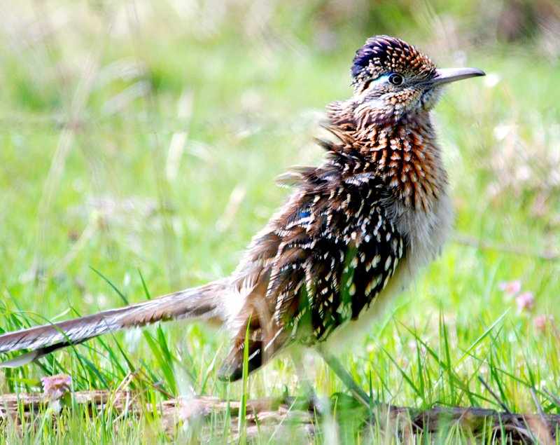 Meep, Meep! A road- runner stopped just long enough for this photo which was taken near Gentry last week. The birds are less common in this area than in the Southwest. Photo by Terry Stanfill