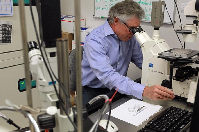 UAMS cell biologist Richard Kurten works with living lung tissue at his laboratory at the Arkansas Children’s Hospital Research Institute in Little Rock. 