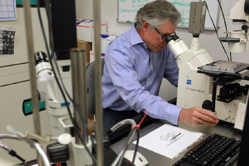 UAMS cell biologist Richard Kurten works with living lung tissue at his laboratory at the Arkansas Children’s Hospital Research Institute in Little Rock. 