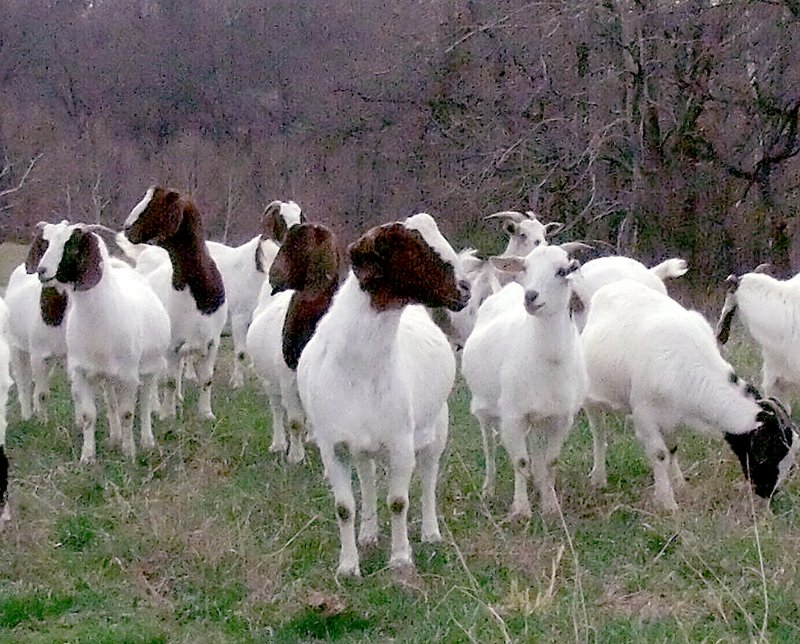 Katrina Hine/McDonald County Press Boer goats are much larger and meatier than the typical goats raised in the U.S. in past years. Boers were introduced in the U.S. in the late 1990s. Young goats often bring a premium price.