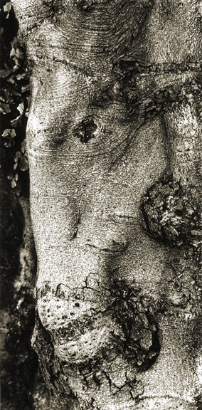 Submitted photo TREE IMAGES: Artist Julie Gonzales has developed a photography portfolio of tree images with faces and creatures in the bark she found while hiking.