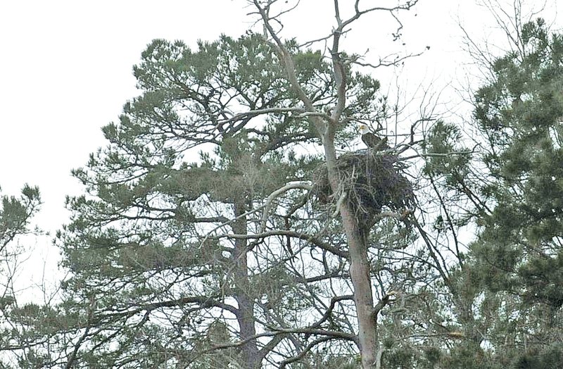 HOUSE SITTER STAFF PHOTO FLIP PUTTHOFF A bald eagle is seen March 14 at the edge of its nest at Beaver Lake in the area of Coppermine Lodge. The nest is one of four active nests on Beaver Lake where adults have raised young this spring. A fifth nest on the War Eagle River near the lake is believed to be abandoned, after a check of the nest.