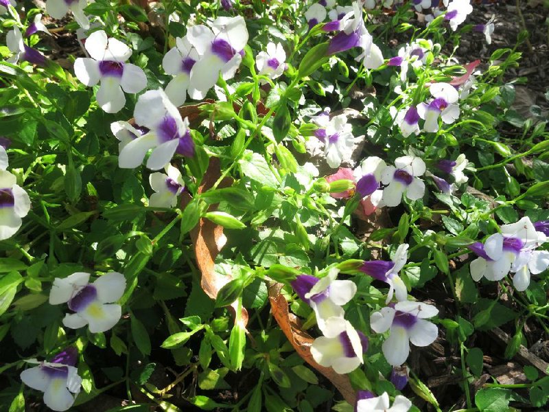 Grape-O-Licious torenia is a blanket of blooms all summer and needs no deadheading. 