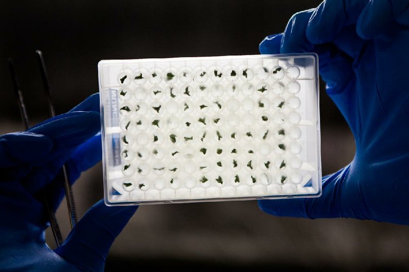 The DNA of tomato leaf samples are tested March 11, 2014 at a Monsanto lab in Woodland, Calif. Illustrates SUPERSEEDS (category a), by Adrian Higgins (c) 2014, The Washington Post. Moved Wednesday, April 16, 2014. (MUST CREDIT: Photo for The Washington Post by Max Whittaker/Prime)