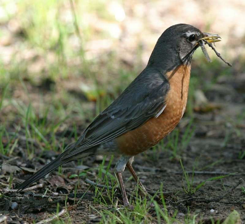 A female American robin gathers nesting materials at Gulpha Gorge Campground near Hot Springs. 