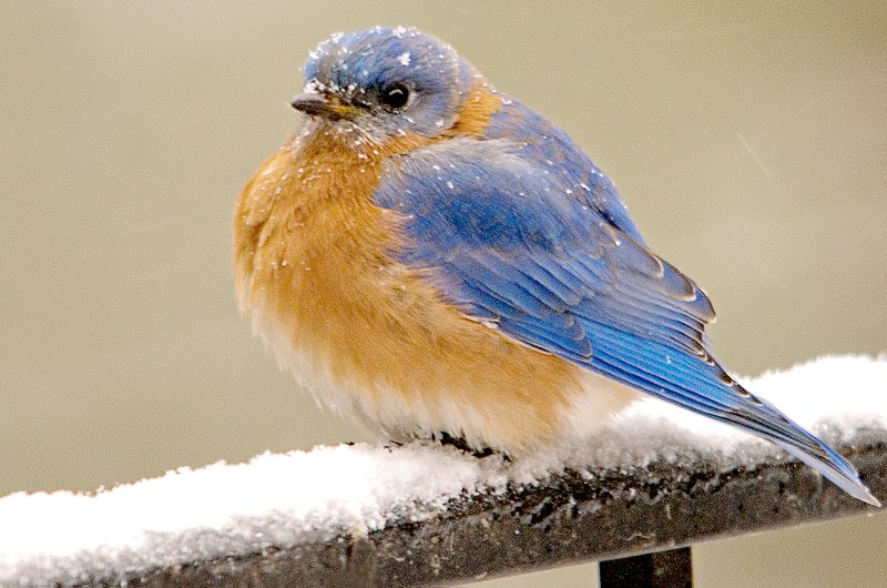 Courtesy of Jean Berg A bluebird sits on a snow-covered railing.