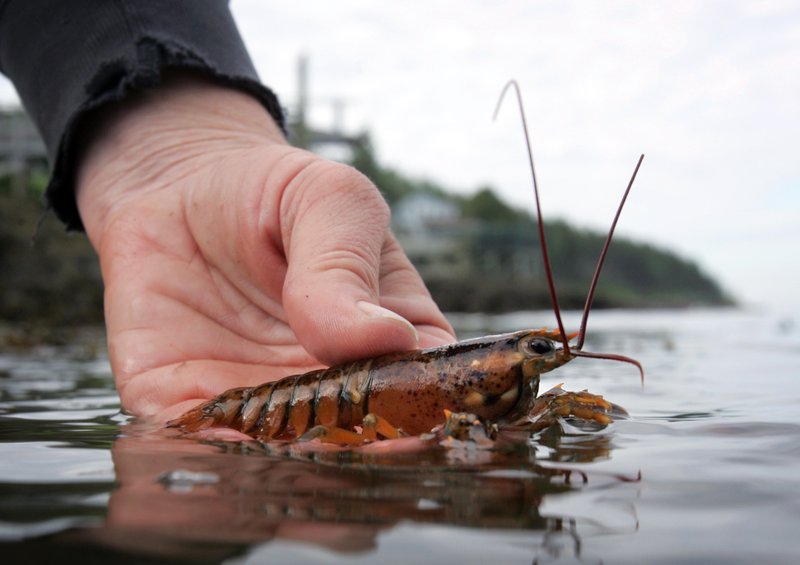 Maine baby lobster decline could end high catches