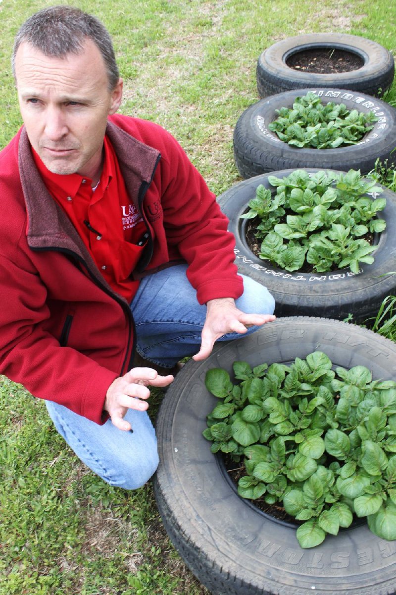 Cleveland County cooperative extension agent Les Walz shows off an experiment at a community garden in Rison in which used tires become planters for potato plants. Tires will be stacked, up to four, and more dirt added as the potatoes grow, he said. 